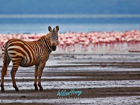 2027-02-07 CNY - 8N Tanzania Spring of Life Safari - Travel with Xpert Buddy